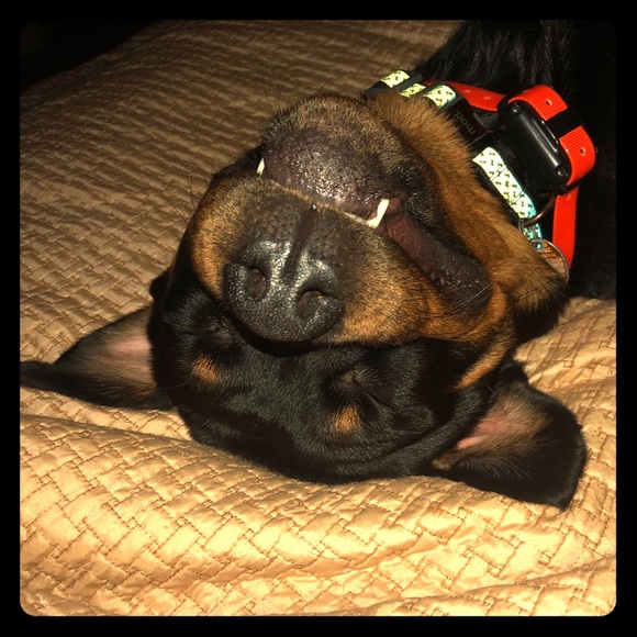 Meet your Posher, Judy - Picture 2 of 3